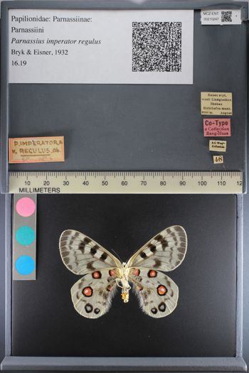 Media type: image;   Entomology 210247